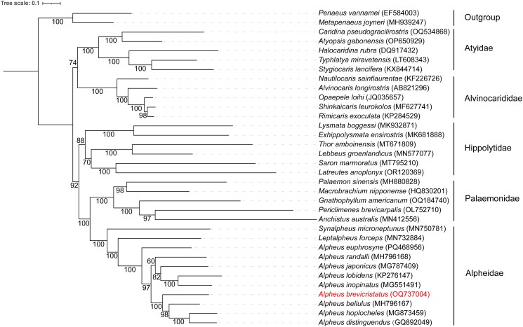 The complete mitochondrial genome of the snapping shrimp, <i>Alpheus brevicristatus</i> De Haan, 1844 (Crustacea, Decapoda, Alpheidae).