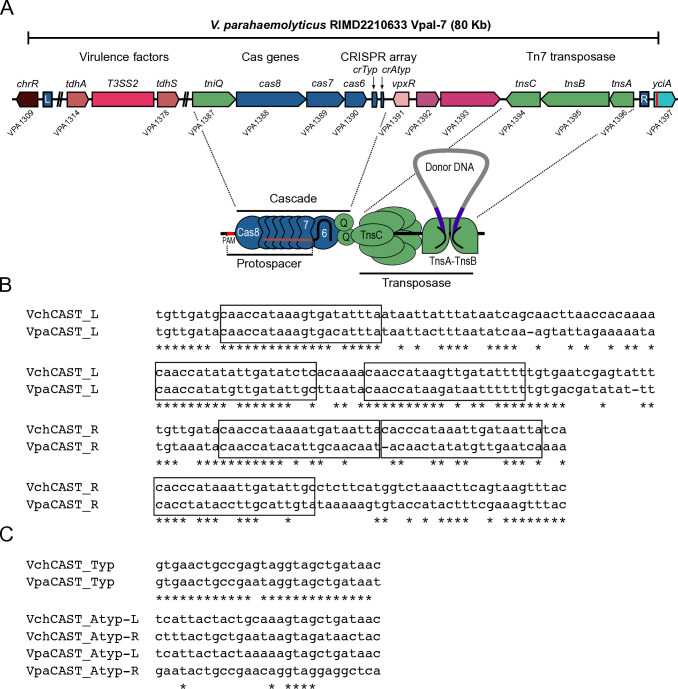 Insights on the regulation and function of the CRISPR/Cas transposition system located in the pathogenicity island VpaI-7 from <i>Vibrio parahaemolyticus</i> RIMD2210633.