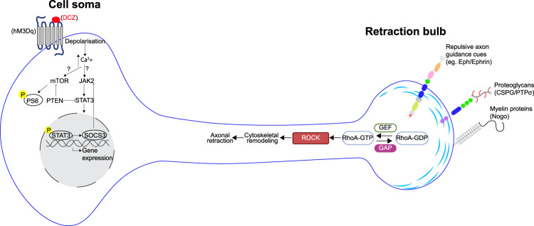 Combinatorial Approaches to Restore Corticospinal Function after Spinal Cord Injury.