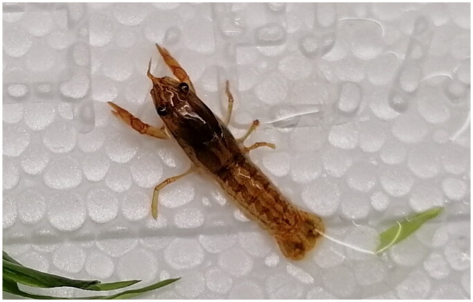 The coding mitochondrial genome of crayfish <i>Cambarellus patzcuarensis</i> (Cambaridae, Decapoda) with phylogenetic analysis.