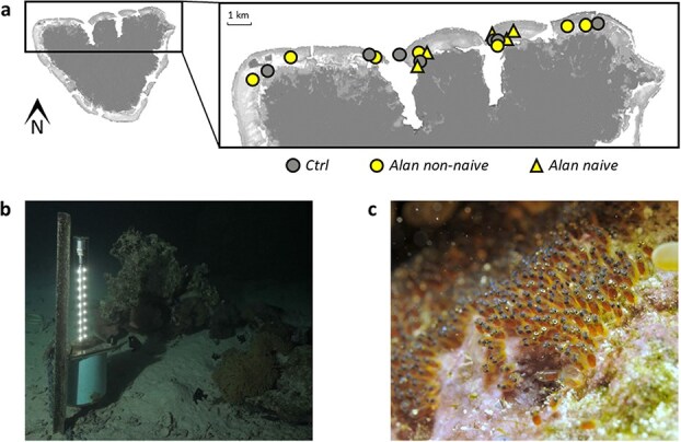 Artificial light at night during early development directly affects embryonic but not larval quality in a wild coral reef fish.