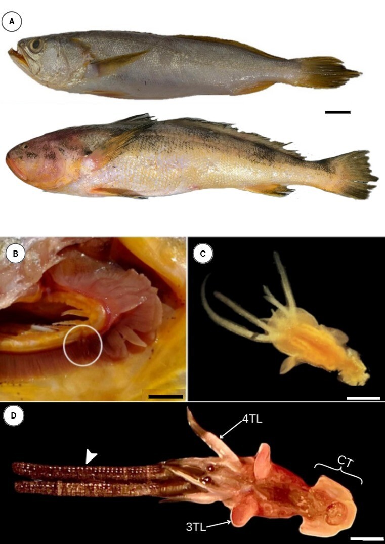 Gill infection in Macrodon ancylodon and Nebris microps caused by Lernanthropus sp. (Copepoda: Lernantropidae) in the Brazilian Amazon.