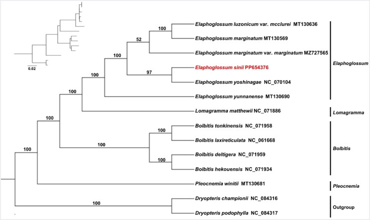 The complete chloroplast genome of <i>Elaphoglossum sinii</i> (Dryopteridaceae), an endemic fern from China.