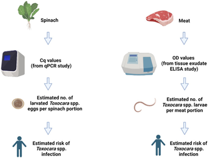 Modelling the risk of food-borne transmission of <i>Toxocara</i> spp. to humans.