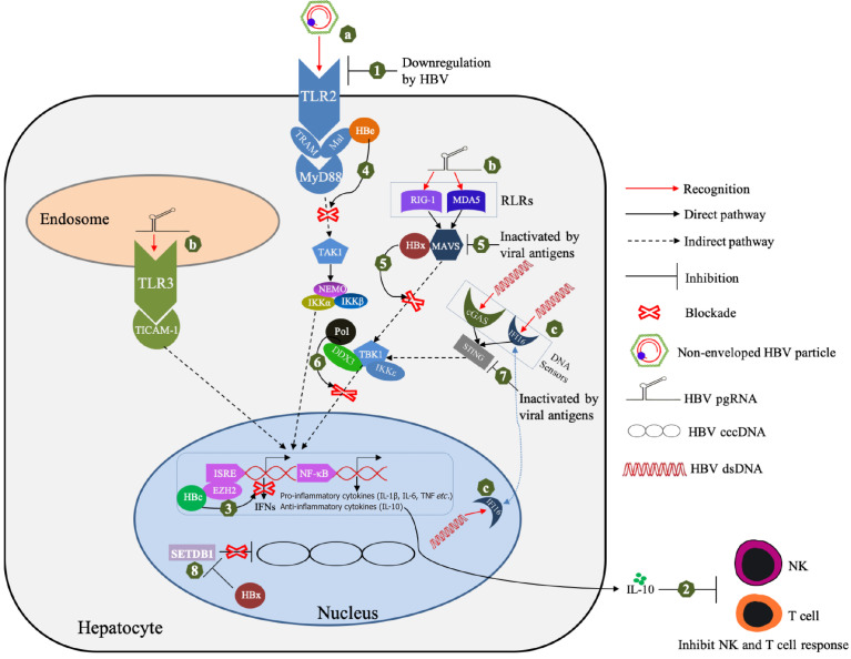 Hepatocyte-intrinsic innate immunity in hepatitis B virus infection: A focused review.
