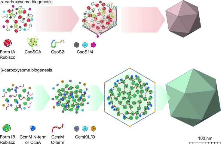Understanding carboxysomes to enhance carbon fixation in crops.