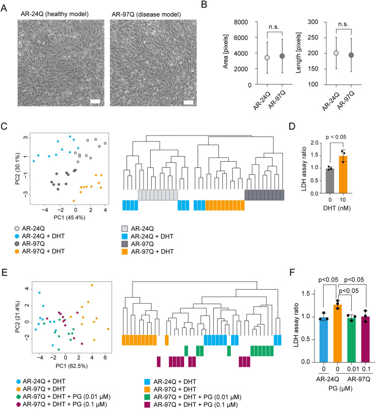 Label-free morphology-based phenotypic analysis of spinal and bulbar muscular atrophy muscle cell models.