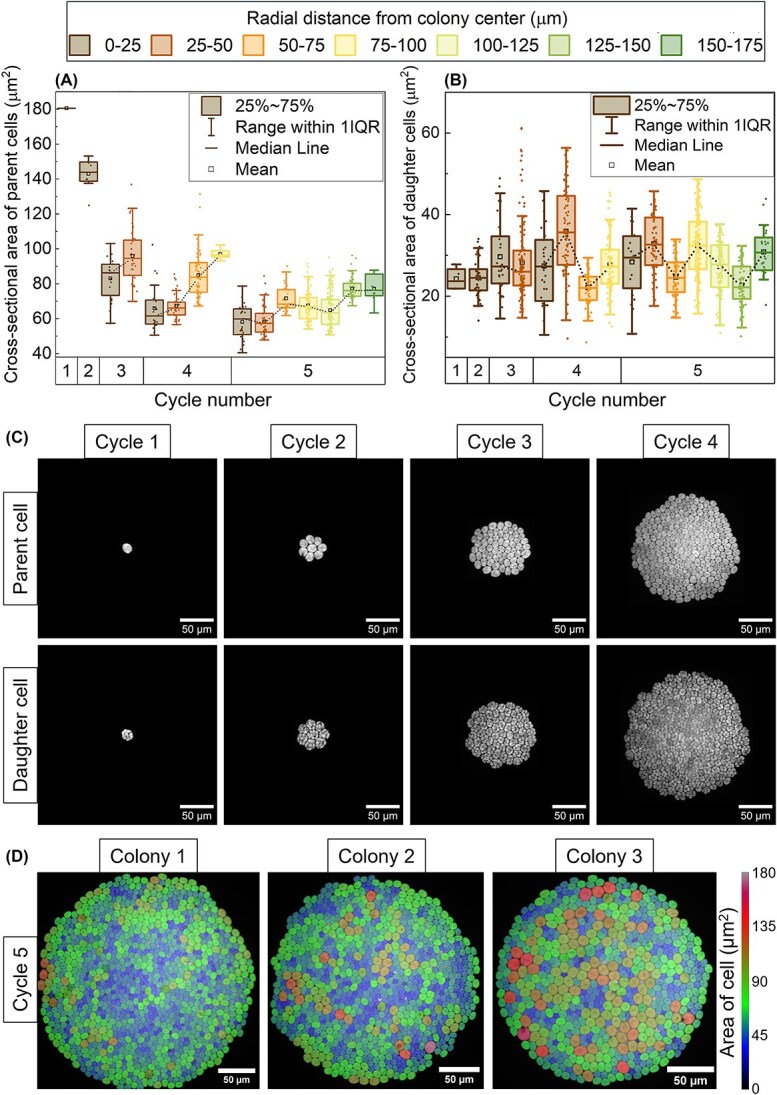 Uncoupling growth and division in <i>Chlamydomonas reinhardtii</i> colonies: consistent cell cycle regulation under confinement.