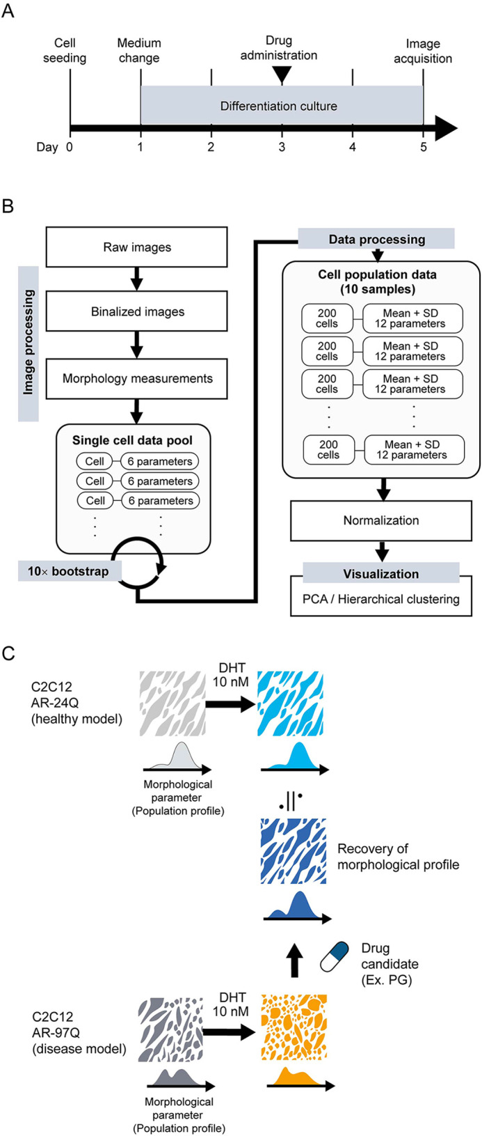 Label-free morphology-based phenotypic analysis of spinal and bulbar muscular atrophy muscle cell models.