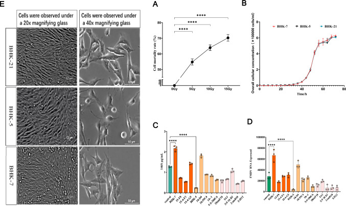 The impact of <sup>12</sup>C<sup>6</sup> heavy ion irradiation-induced cellular mutations on the replication of the foot-and-mouth disease virus and the role of Cbr3.