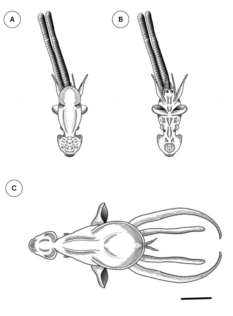 Gill infection in Macrodon ancylodon and Nebris microps caused by Lernanthropus sp. (Copepoda: Lernantropidae) in the Brazilian Amazon.