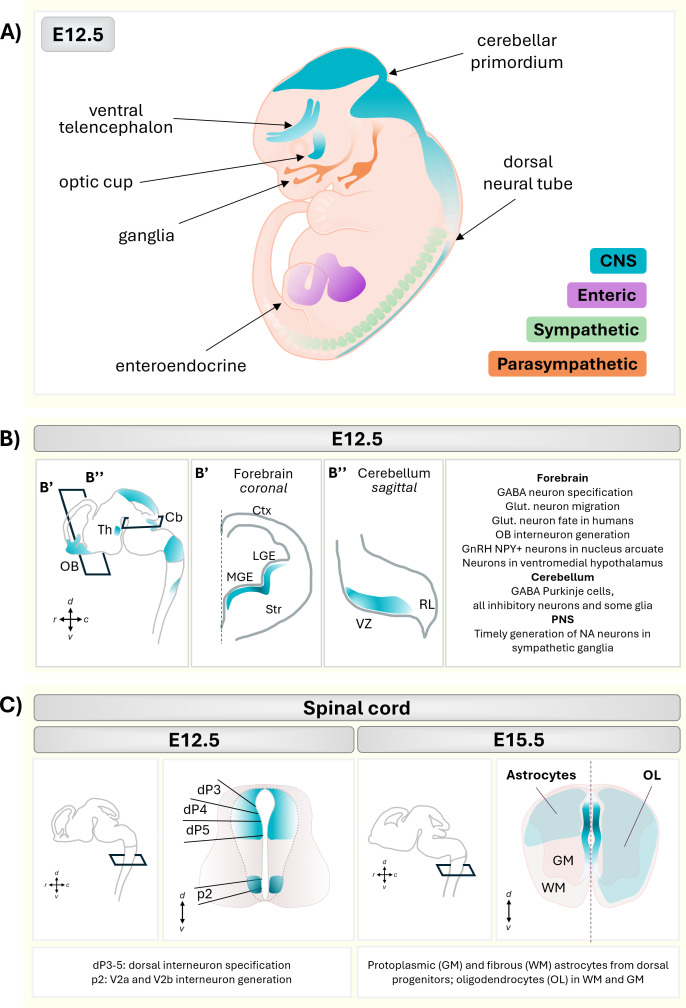 Cell fate acquisition and reprogramming by the proneural transcription factor ASCL1.