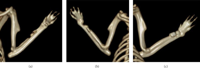 Evaluation of Radius Fracture Repair With Critical-Sized Bone Defects Using Polypropylene Surgical Mesh in Rats.