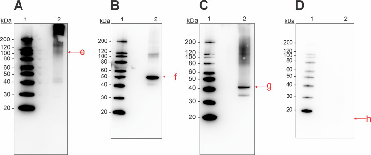Tissue-based skin prick test extracts from Atlantic salmon containing occupationally relevant allergens.