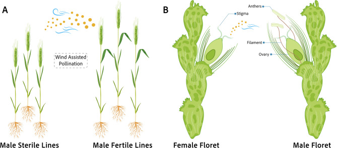 Exploring the Strategies of Male Sterility for Hybrid Development in Hexaploid Wheat: Prevailing Methods and Potential Approaches.