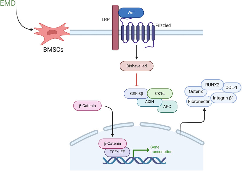 Research progress of enamel matrix derivative on periodontal tissue regeneration: a narrative review.