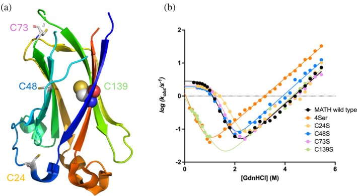 A single buried cysteine acts as a hydrophobic stabilizer of a folding intermediate and transition state in the MATH domain of SPOP.