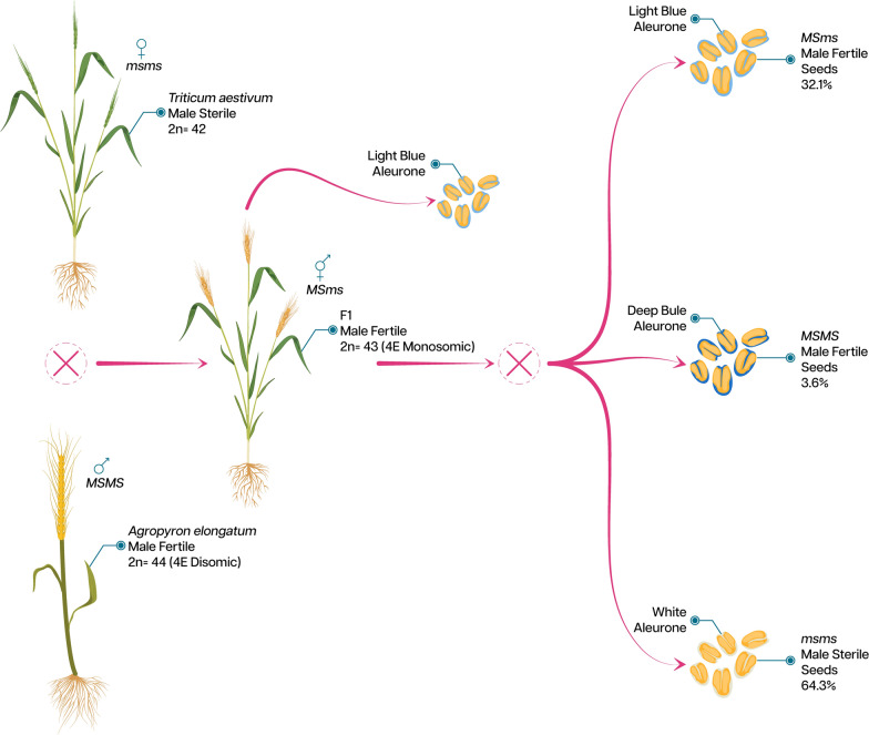 Exploring the Strategies of Male Sterility for Hybrid Development in Hexaploid Wheat: Prevailing Methods and Potential Approaches.