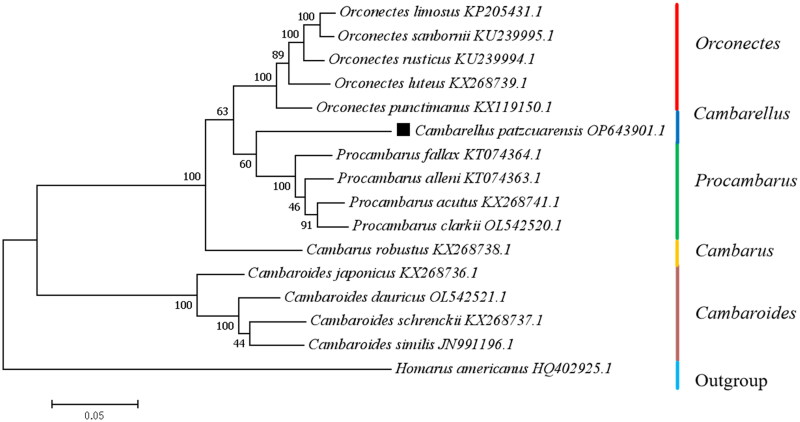 The coding mitochondrial genome of crayfish <i>Cambarellus patzcuarensis</i> (Cambaridae, Decapoda) with phylogenetic analysis.