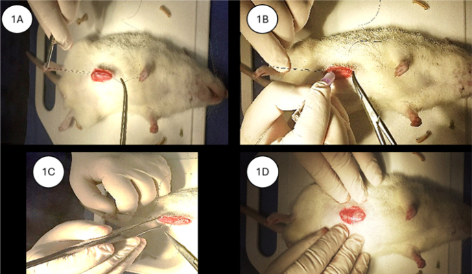 The use of surgical glue and sutures in the aponeurosis synthesis of the abdominal wall in Wistar rats.