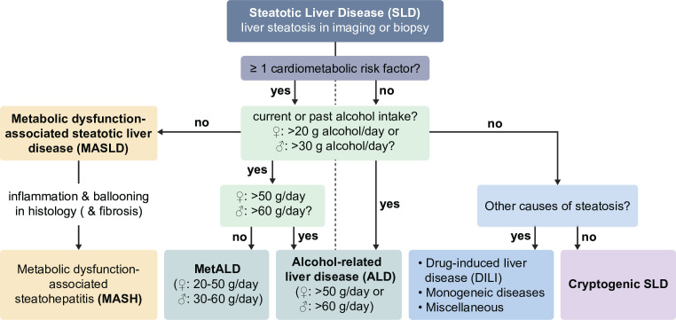 Key takeaways from the updated multidisciplinary European MASLD guidelines.
