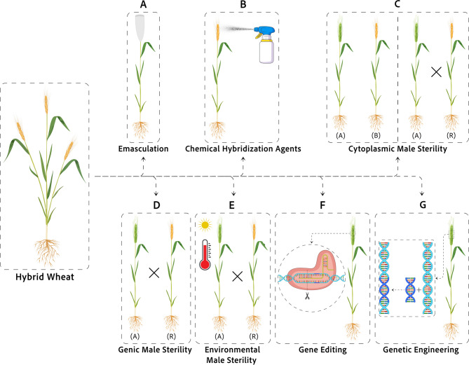 Exploring the Strategies of Male Sterility for Hybrid Development in Hexaploid Wheat: Prevailing Methods and Potential Approaches.
