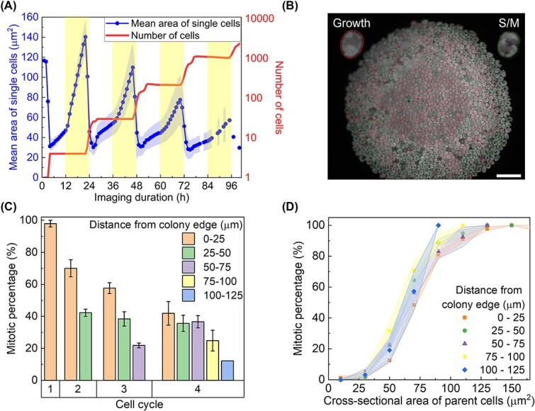 Uncoupling growth and division in <i>Chlamydomonas reinhardtii</i> colonies: consistent cell cycle regulation under confinement.
