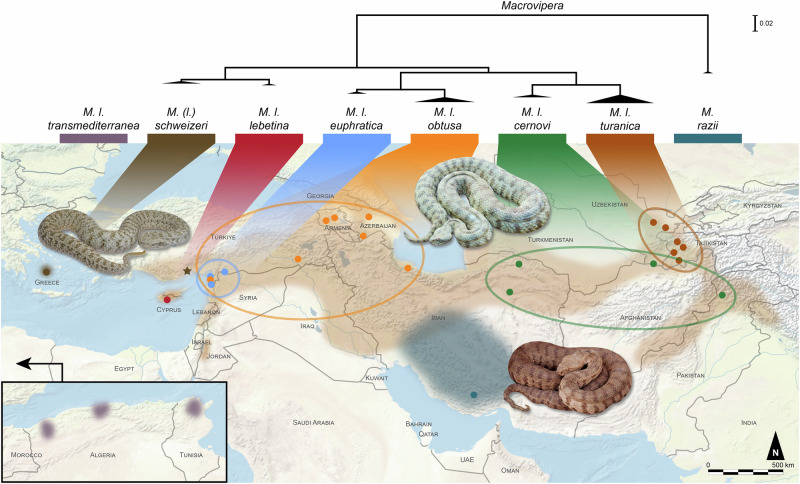 The biology and toxinology of blunt-nosed vipers.