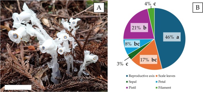 Why Does Non-Photosynthetic <i>Monotropastrum humile</i> (Ericaceae) Have Scale Leaves?