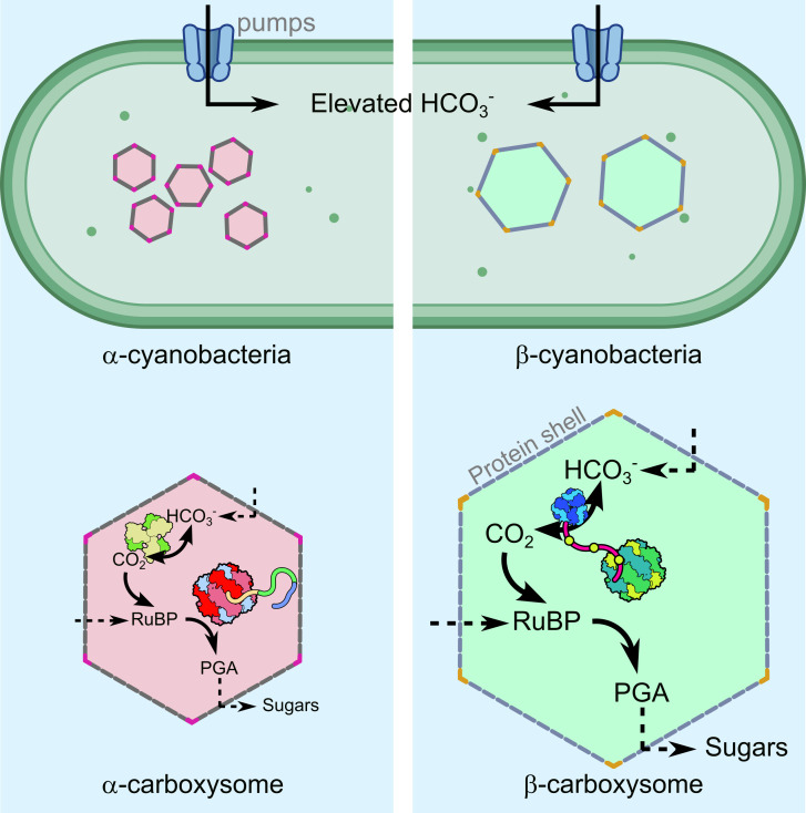 Understanding carboxysomes to enhance carbon fixation in crops.
