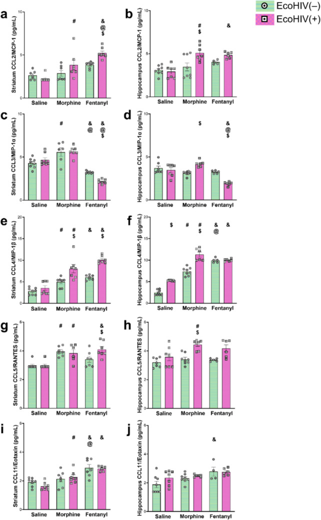 Differential effects of fentanyl compared to morphine on neuroinflammatory signaling in the brain in EcoHIV-infected mice.