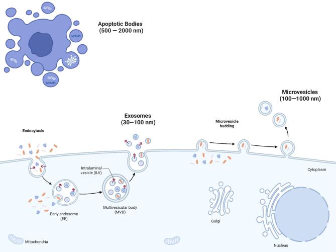 Urinary microvesicles: a window into the kidney.