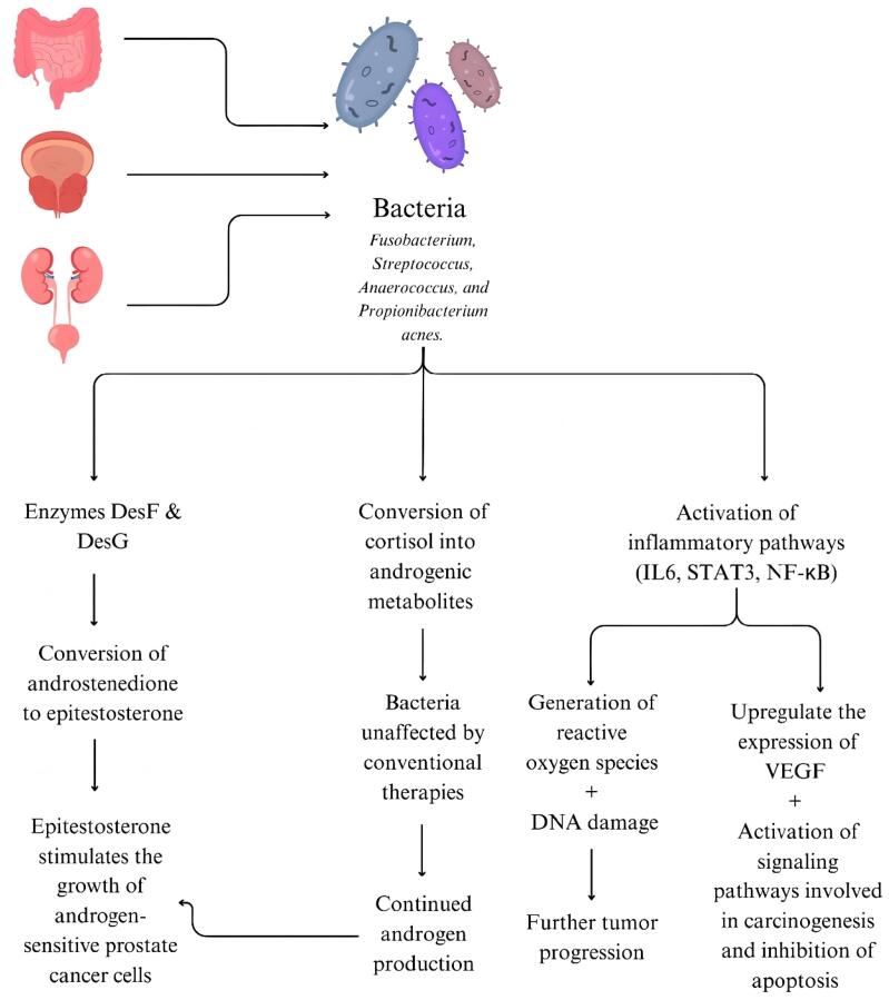 Bacteria Associated with Prostate Cancer Progression and New Strategy in the Treatment.
