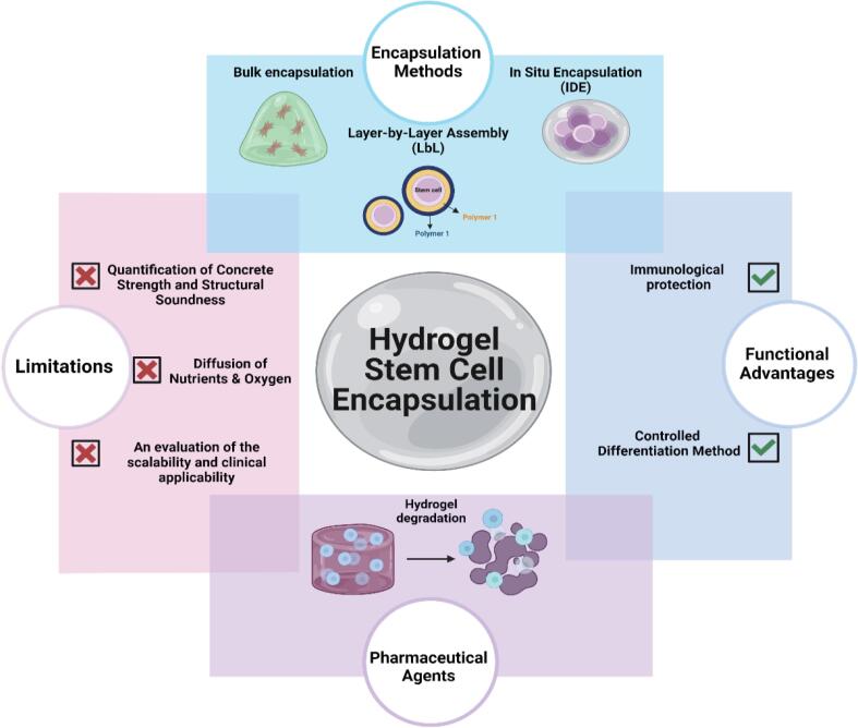 Free and encapsulated stem cells for skin regeneration.