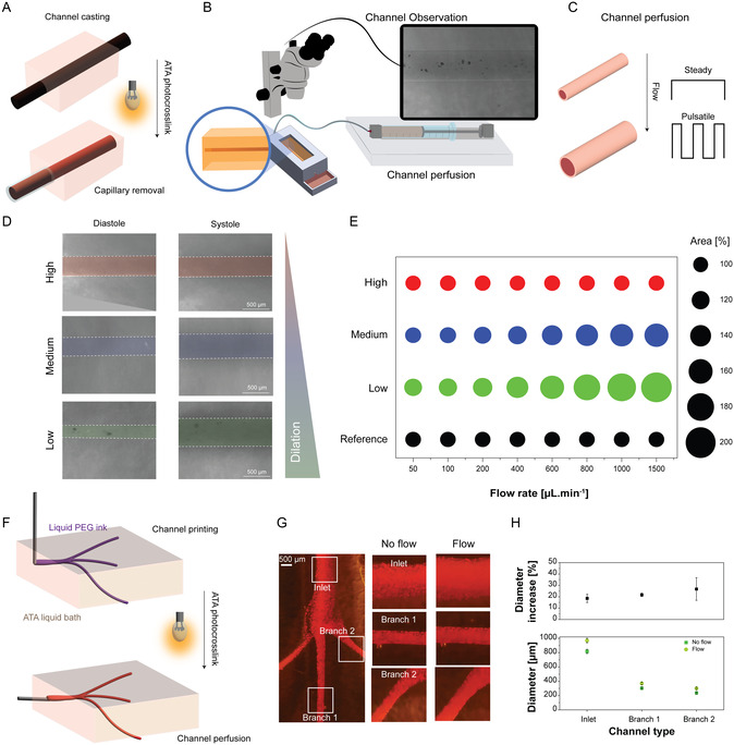 Mechanically Tunable Biofabricated Channels Enable Mimicking Arterial Pulsatility and Dynamic Tissue Actuation.