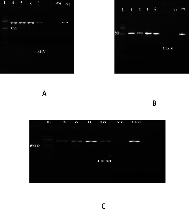 Low prevalence but high resistance of Extended Spectrum Beta-lactamase producing <i>Klebsiella pneumoniae</i> isolated from Hospitals in the Ashanti Region of Ghana.