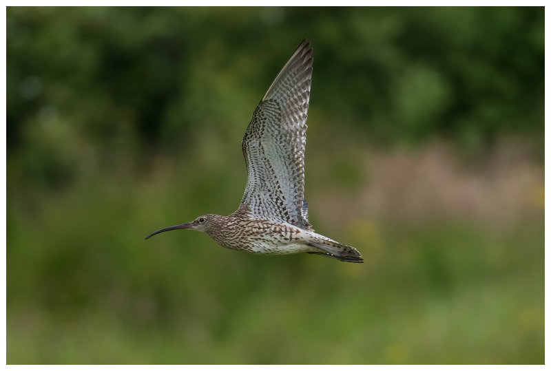 The genome sequence of the Eurasian Curlew, <i>Numenius arquata</i> (Linnaeus, 1758).
