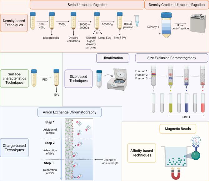 Urinary microvesicles: a window into the kidney.