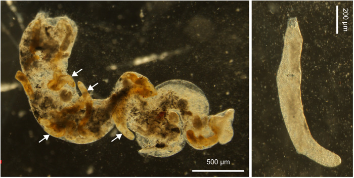 Elucidation of the life cycle of the trematode <i>Curtuteria arguinae</i> (Digenea: Himasthlidae), using environmental DNA detection methods.
