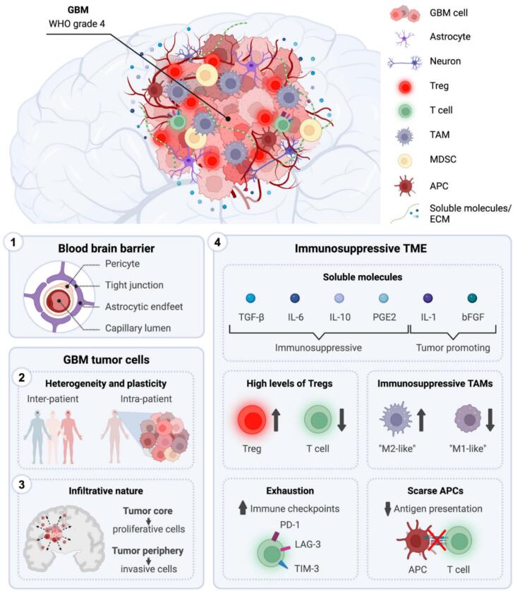 Monoclonal Antibodies-Anchored Quantum Dots-Based Delivery Strategies for Glioblastoma Treatment: Challenges and Applications.