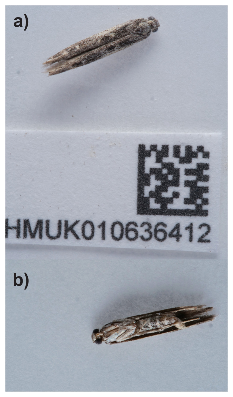 The genome sequence of the Poplar Cosmet moth, <i>Batrachedra praeangusta</i> (Haworth, 1828).