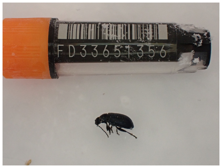 The genome sequence of a flea beetle, <i>Altica lythri</i> Aubé, 1843.