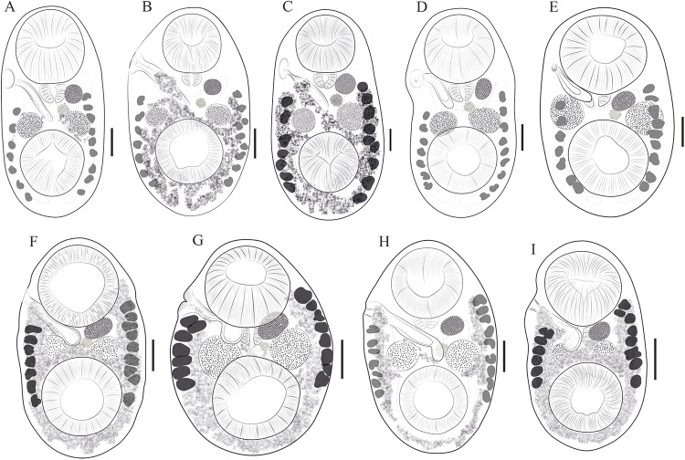 Diversity of <i>Stomylotrema</i> spp. in the Mexican tropical lowlands: the case of <i>Stomylotrema bijugum</i> and <i>Stomylotrema vicarium</i> (Digenea: Stomylotrematidae), parasites of aquatic and passerine birds.
