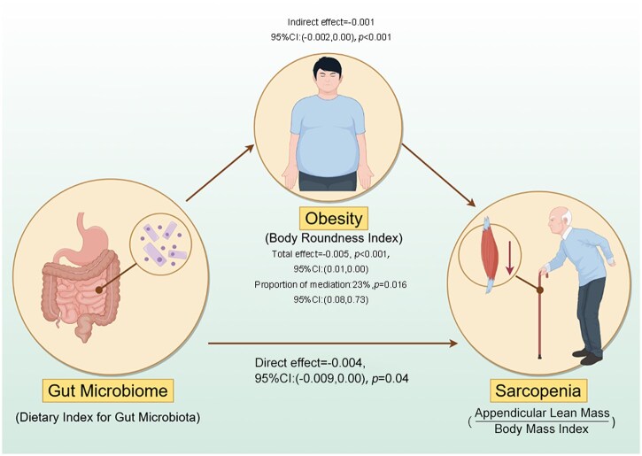 Association of dietary index for gut microbiota and sarcopenia: the mediation effect of body roundness index.