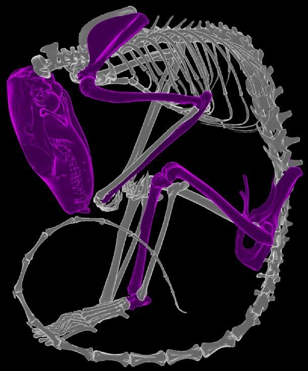 Ozboneviz: an Australian precedent in FAIR 3D imagery and extended biodiversity collections.