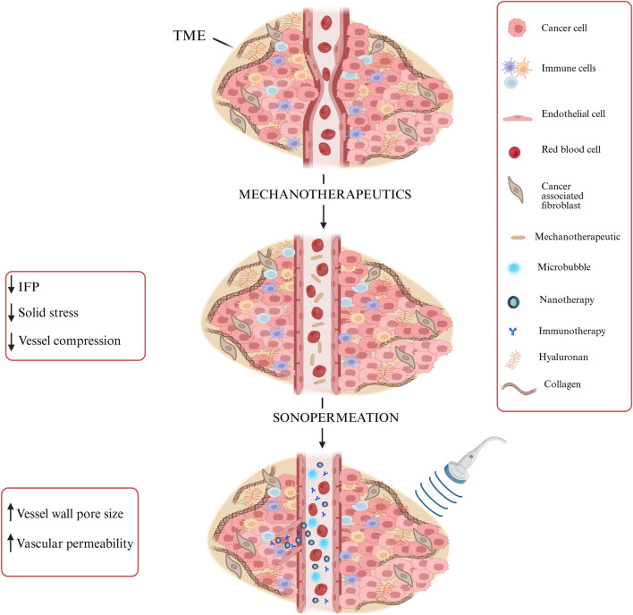 Synergistic mechanotherapy and sonopermeation guided by mathematical modeling for solid tumor treatment.
