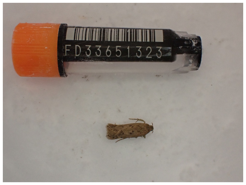 The genome sequence of the Brown Moss-moth, <i>Bryotropha terrella</i> (Denis & Schiffermüller), 1775.