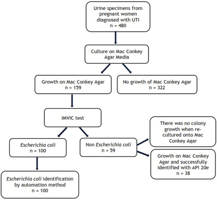 Epidemiological characteristics and pathogen profiles of non-<i>Escherichia coli</i> gram-negative urinary tract infections in pregnant women: insights from Makassar, Indonesia.