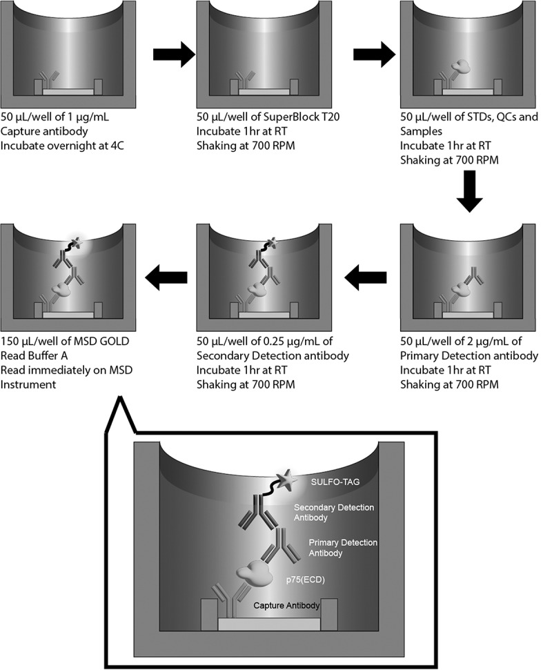 Qualification of a electrochemiluminescence assay for the detection of human urinary neurotrophin receptor p75.