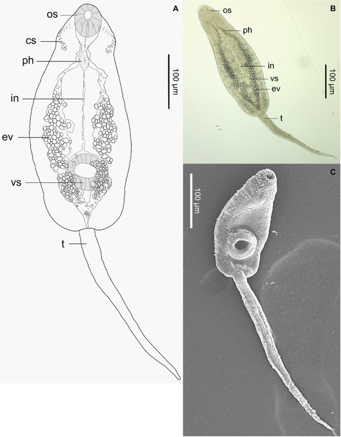 Elucidation of the life cycle of the trematode <i>Curtuteria arguinae</i> (Digenea: Himasthlidae), using environmental DNA detection methods.